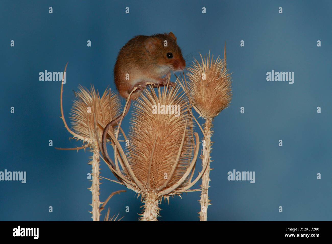 Harvest mouse on weasels Stock Photo