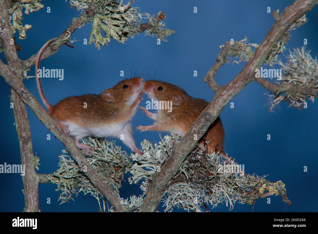 Harvest mice on twig Stock Photo