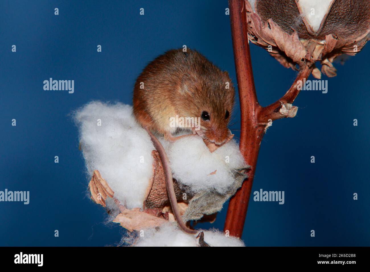 Harvest mice on twig Stock Photo