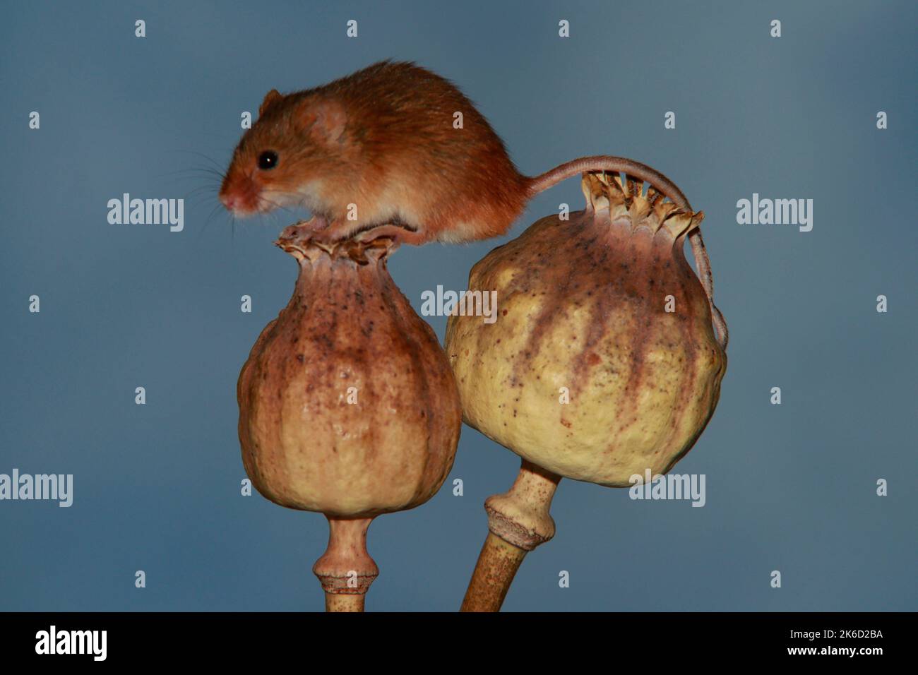 Harvest mouse on dried plant Stock Photo