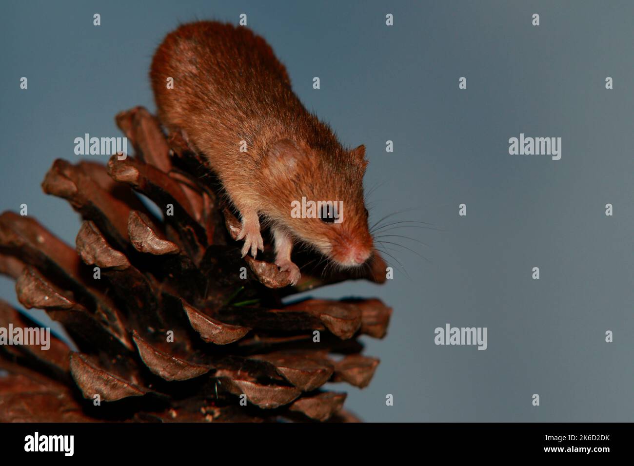 Harvest mouse on cone Stock Photo