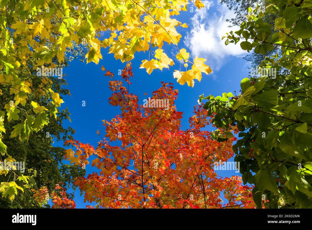 Vividly colored Maple leaves displaying autumn (fall) colors. Desktop ...