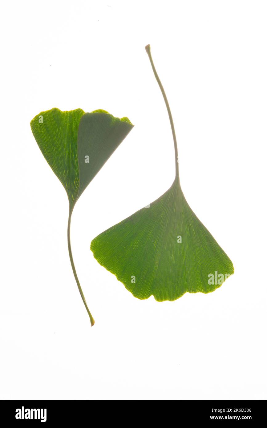 Two beautiful Ginkgo leaves green like yin and yang Stock Photo Alamy