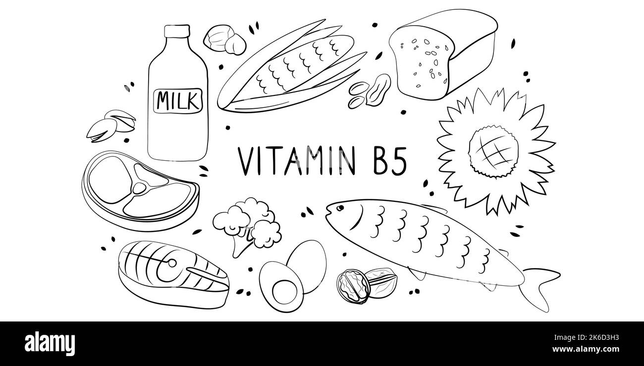 Vitamin B5 Pantothenic acid. Groups of healthy products containing vitamins. Set of fruits, vegetables, meats, fish and dairy Stock Vector