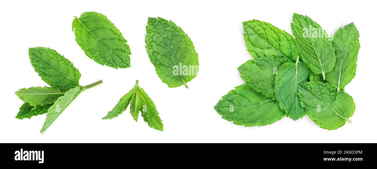 fresh green mint leaves isolated on white background, top view. Flat lay Stock Photo