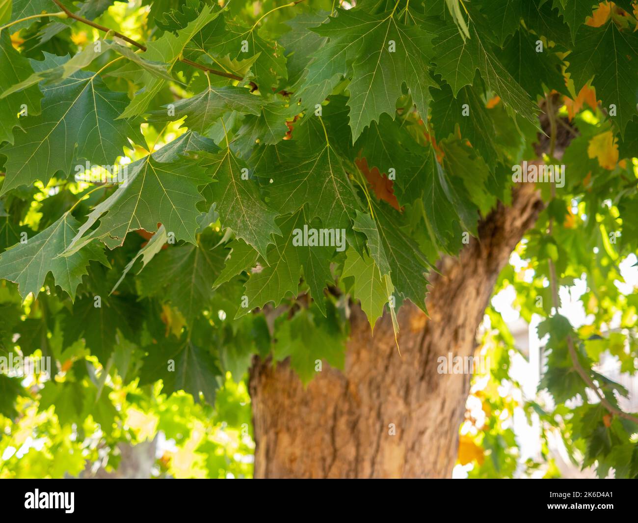selective focus of platanus hispanica leafs in springtime with blurred background Stock Photo