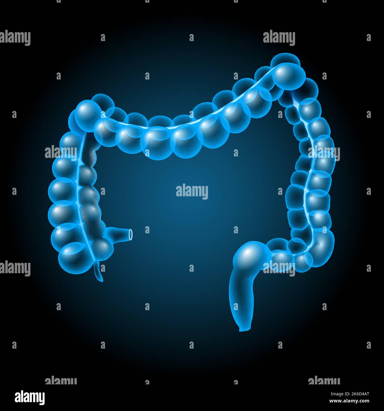 Large intestine. Parts of large bowel: cecum, colon, rectum, and anal canal. x-ray blue realistic gastrointestinal tract. Human digestive system Stock Vector