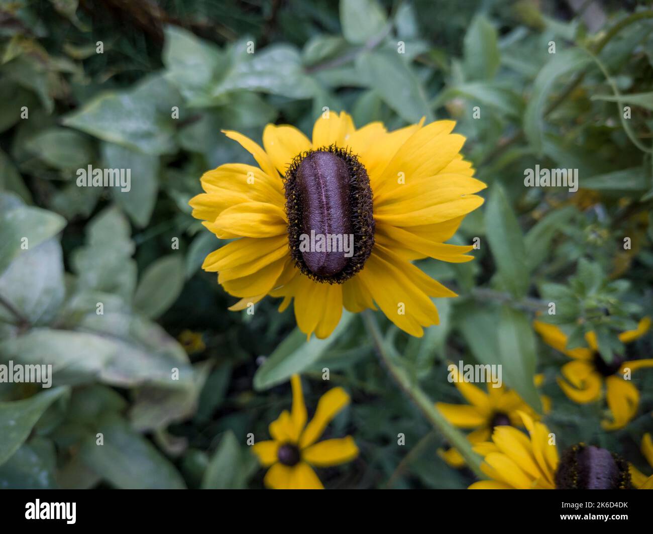 Fasciated (crested) black-eyed susan in a community garden in New York
