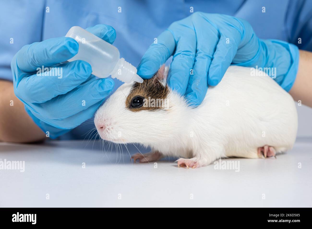 The veterinarian will bury the little guinea pig's eyes with the