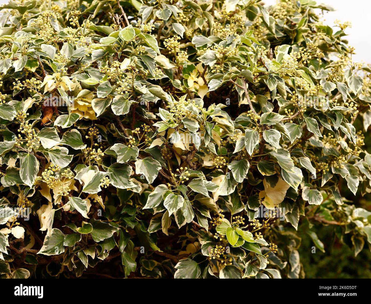 Close up of the perennial evergreen climbing garden plant Hedera helix little diamond ivy. Stock Photo