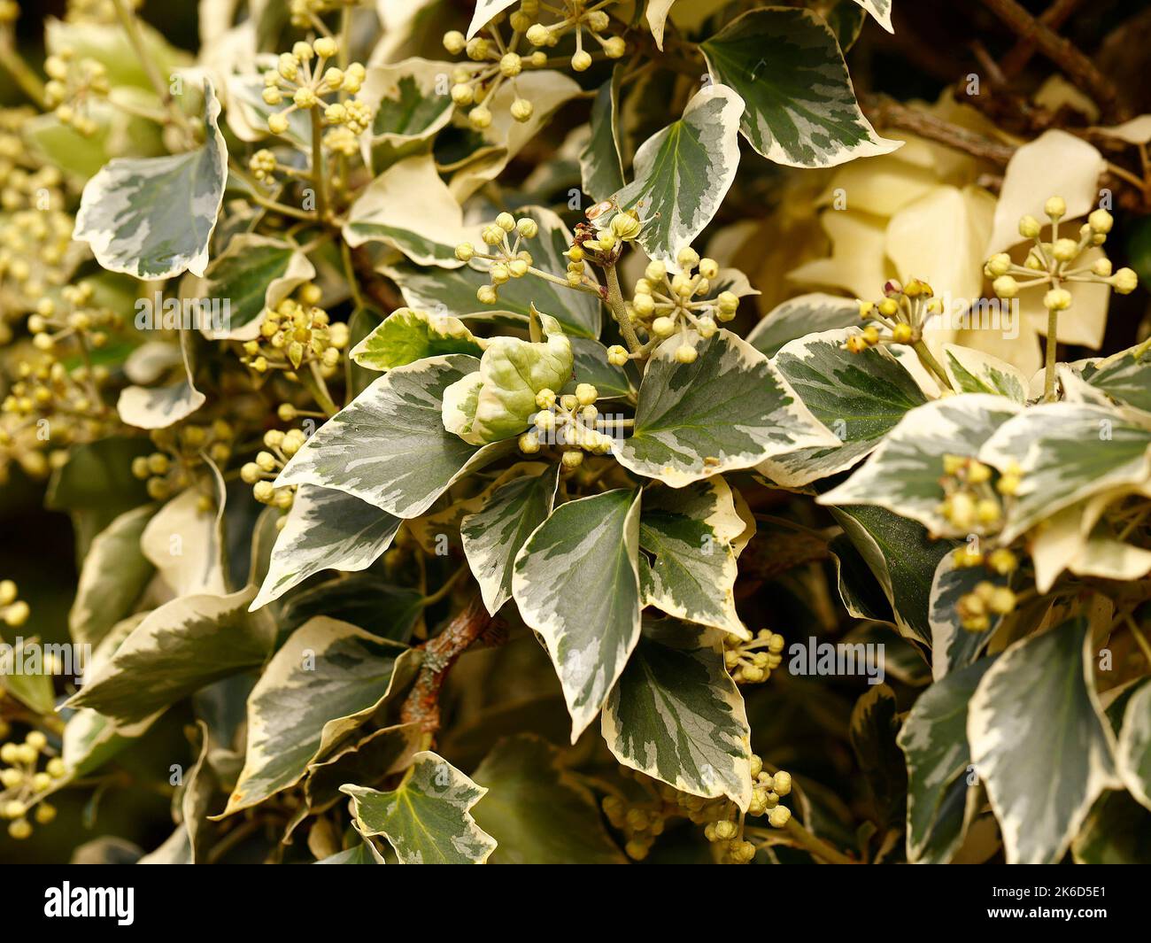Close up of the perennial evergreen climbing garden plant Hedera helix little diamond ivy. Stock Photo