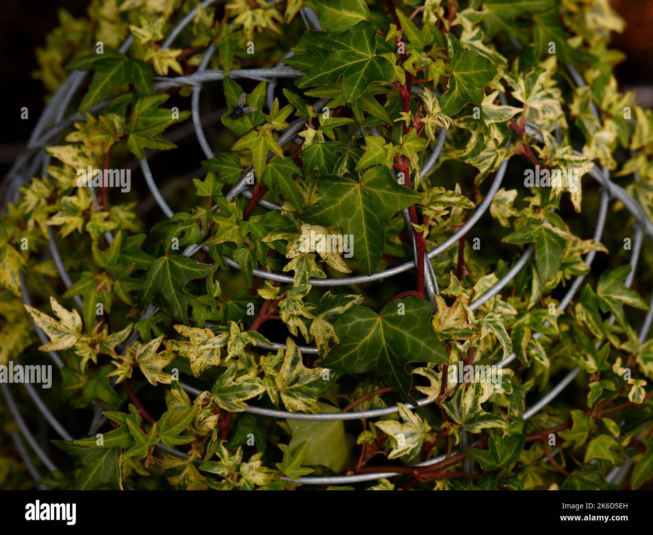 Close up of the perennial evergreen climbing garden plant Hedera helix Topazolite ivy. Stock Photo