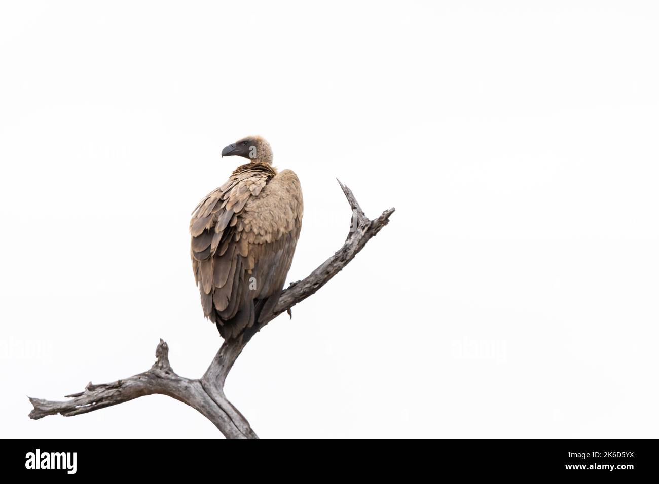 A Cape Vulture on a branch, with negative space prominent in the image Stock Photo
