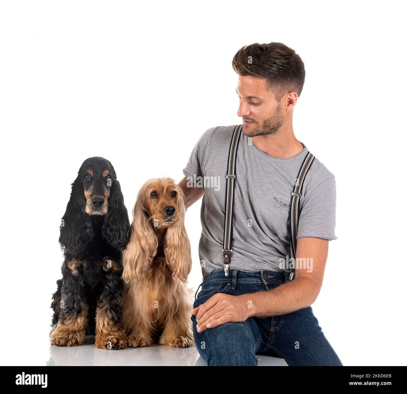 English Cocker Spaniel and owner in front of white background Stock ...