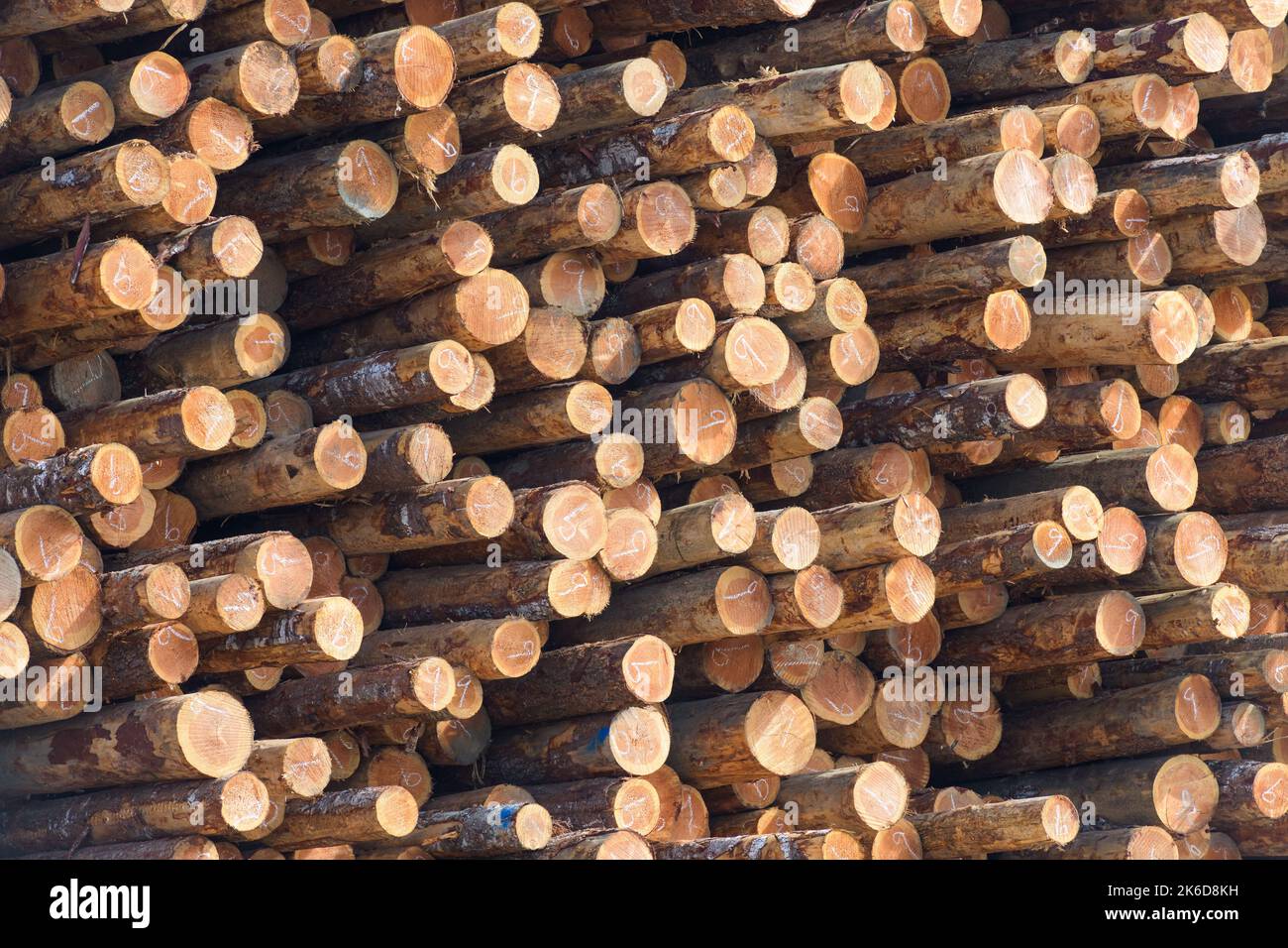 Closeup of numbered ends of cut logs stacked for processing in lumber yard Stock Photo