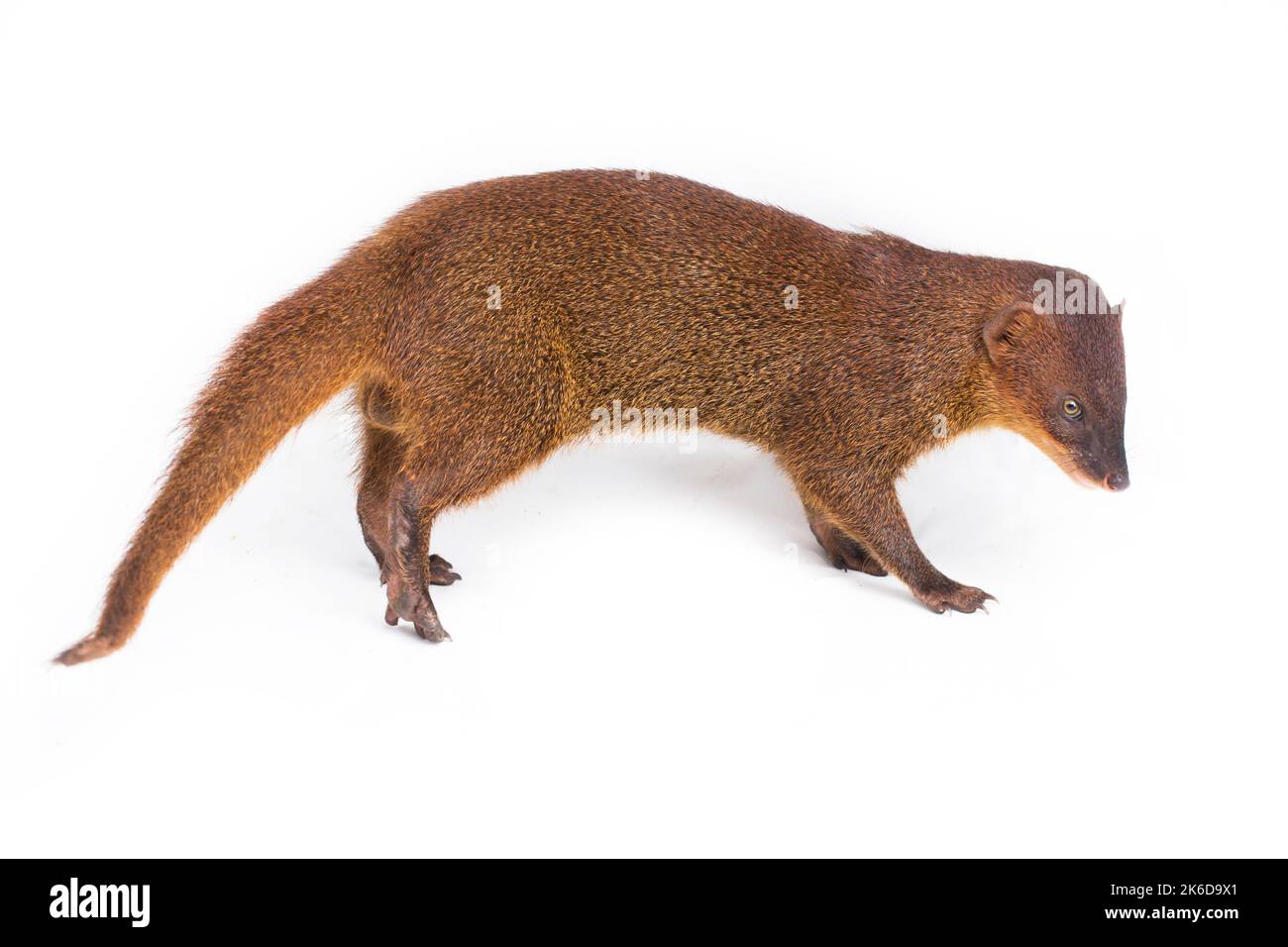 Javan Mongoose or Small asian mongoose (Herpestes javanicus) isolated