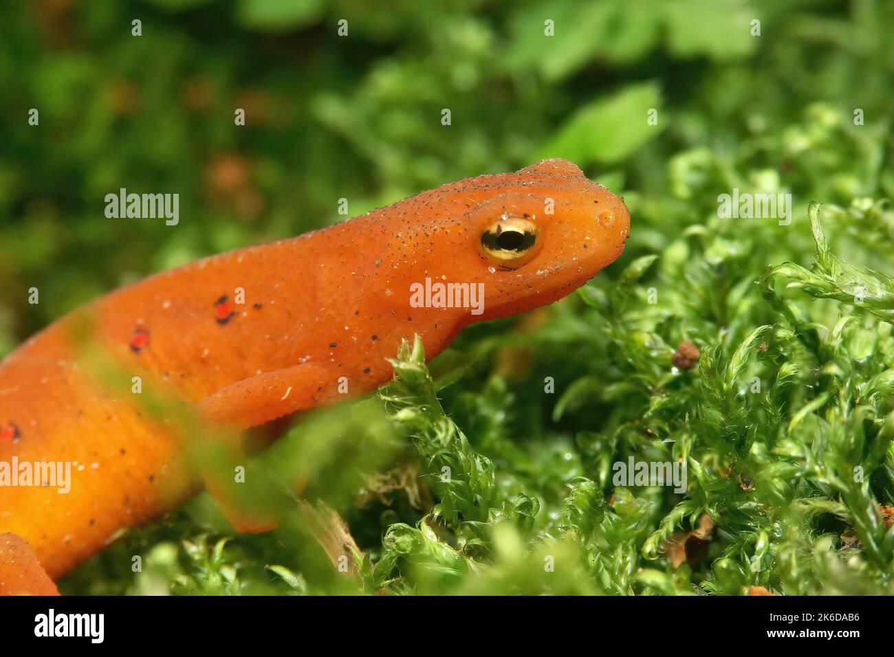 Detailed closeup on a colorful red eft stage juvenile Red-spotted newt