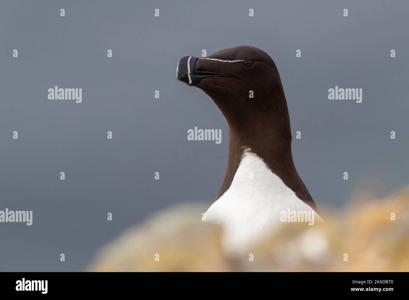 The razorbill (Alca torda) in its natural environment in northern ...