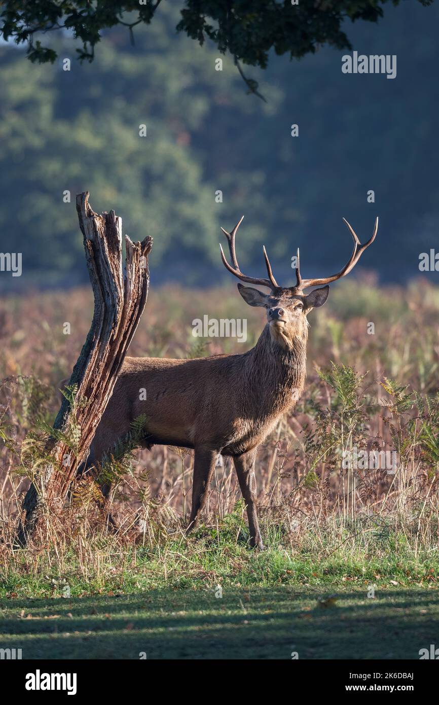 Stag deer thinking I am nearly as tall as that old tree stump Stock