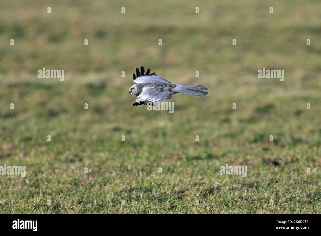 Hen harrier (Circus cyaneus) male flying and hunting over grassland / meadow in late winter Stock Photo