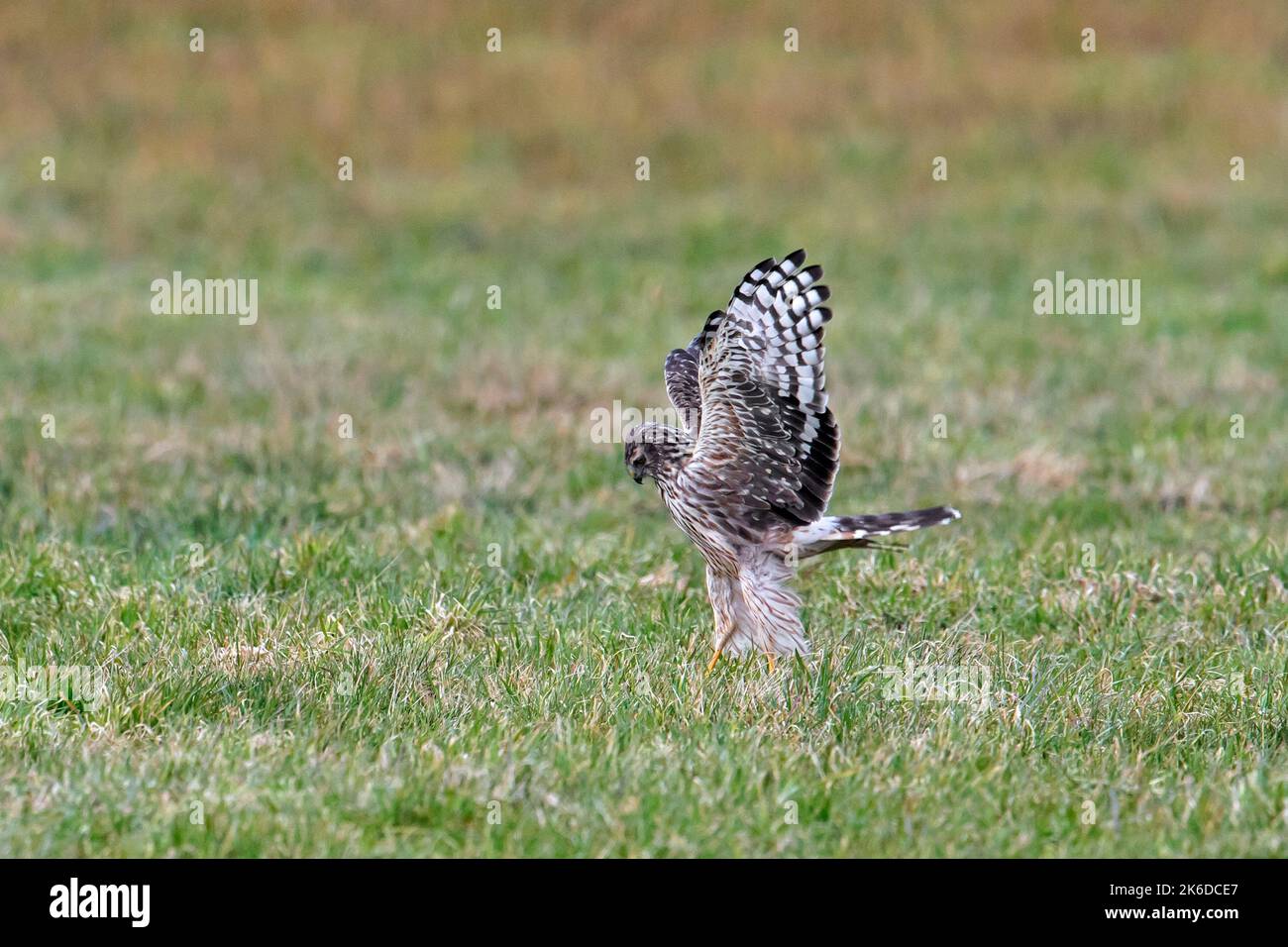 Hen harrier (Circus cyaneus) female catching mouse in grassland / meadow in late winter Stock Photo