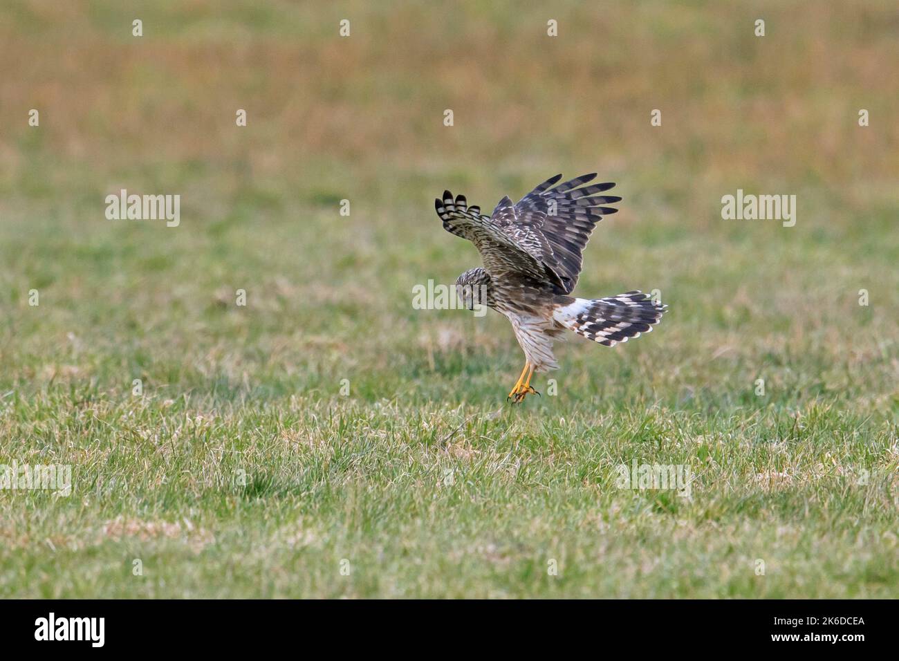 Hen harrier (Circus cyaneus) female catching mouse in grassland / meadow in late winter Stock Photo