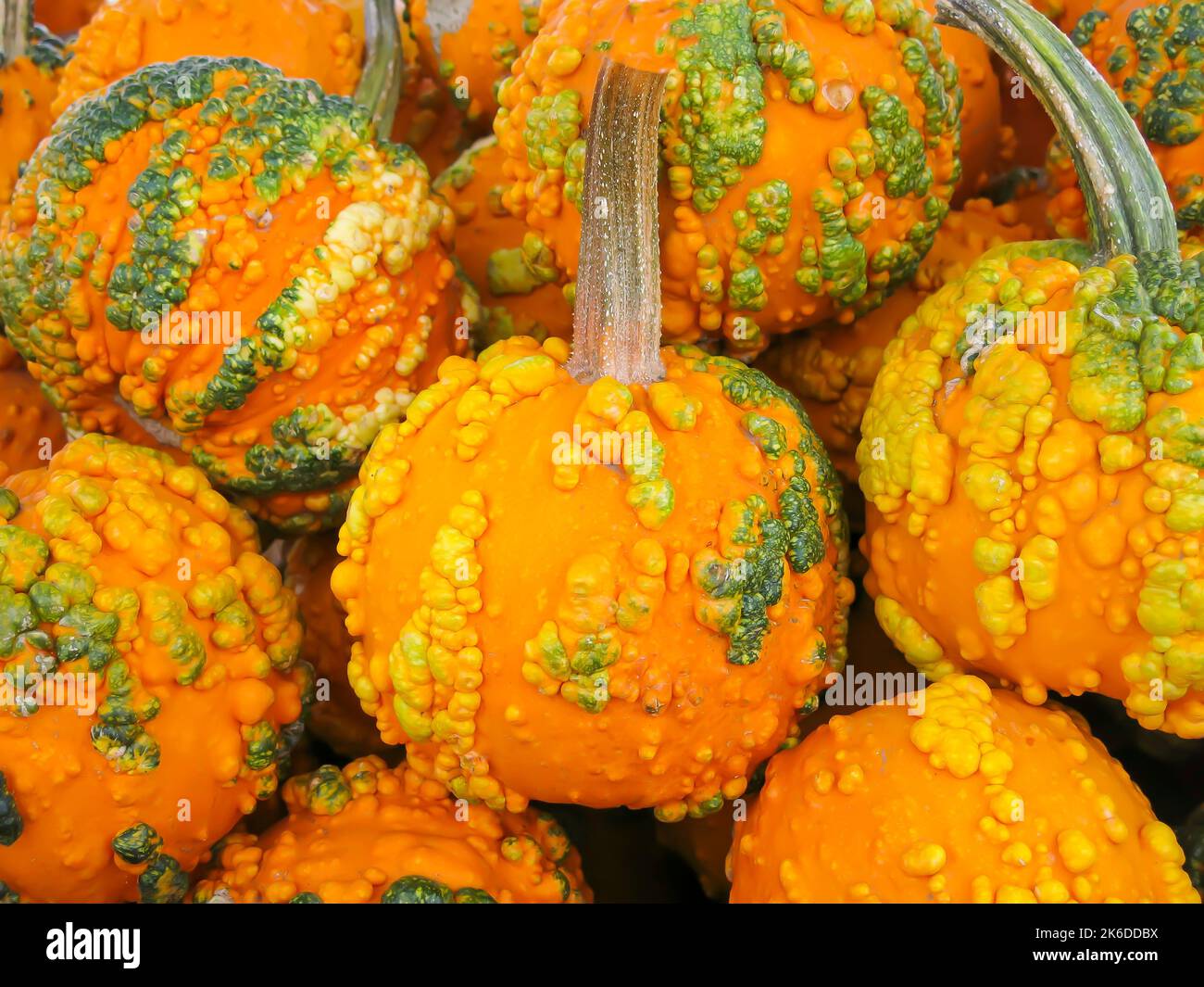 Close Up of Mini Pumpkins Stock Photo