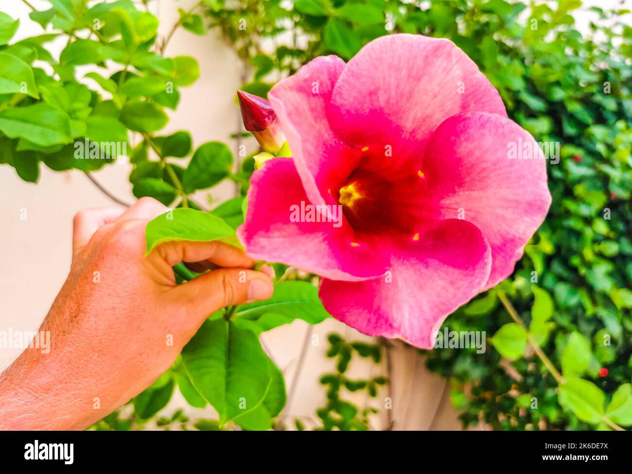 Purple pink and red Purple Allamanda flower flowers and plants plant in tropical garden jungle forest and nature in Playa del Carmen Quintana Roo Mexi Stock Photo