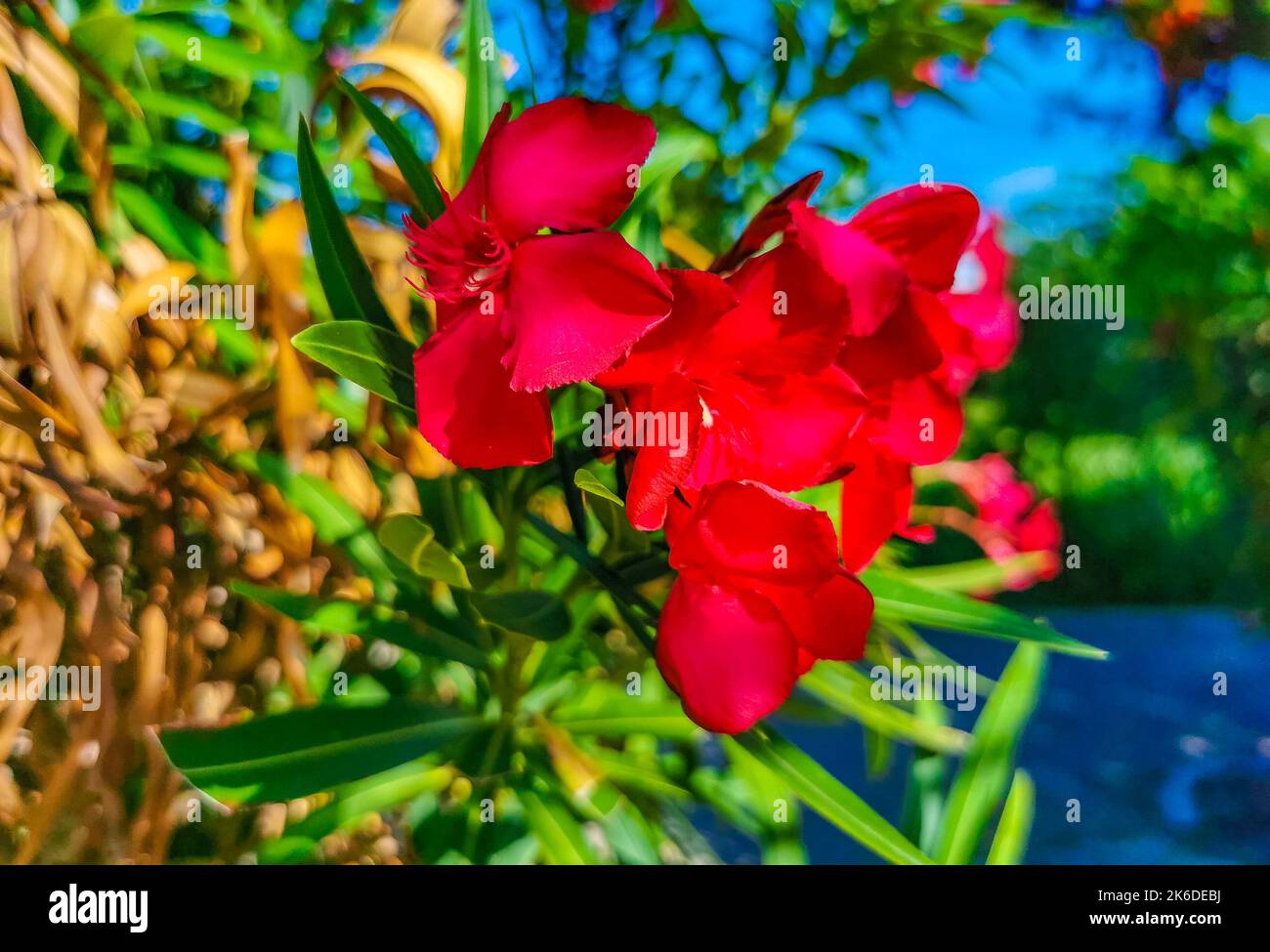 Purple pink and red flower flowers and plants plant in tropical garden
