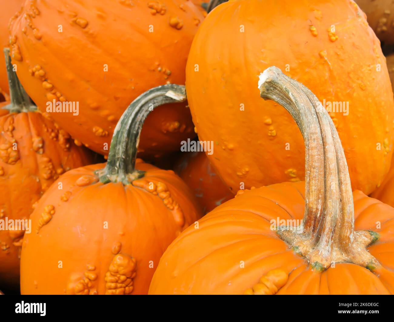 Close Up - Knuckle Head Pumpkins Stock Photo