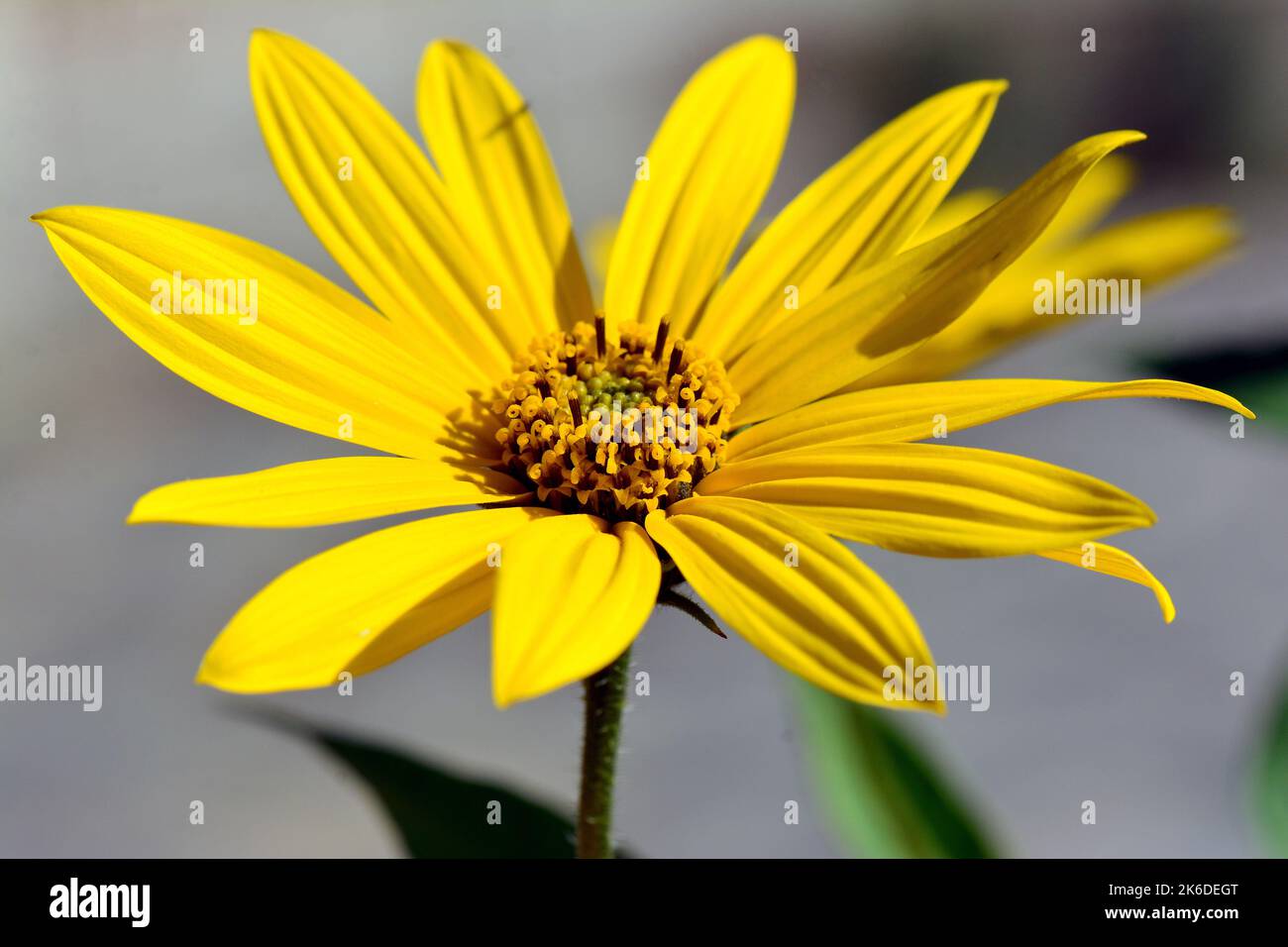 Jerusalem artichoke, sunroot, sunchoke, wild sunflower, Topinambur, Topinambour, Helianthus tuberosus, csicsóka, Hungary, Magyarország, Europe Stock Photo