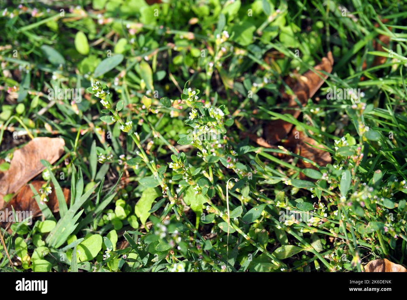 common knotgrass, Vogelknöterich, Renouée des oiseaux, Polygonum aviculare, madárkeserűfű, Hungary, Budapest, Magyarprszág, Europe Stock Photo