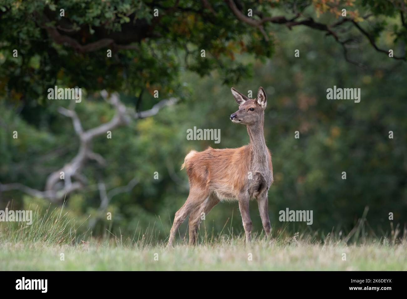 Red Deer Calf (Cervus elaphus) at the edge of ancient forest Stock Photo