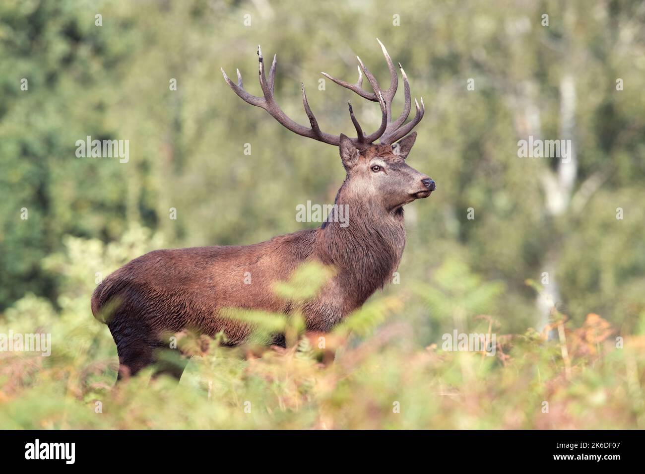 Red Deer Stag (Cervus elaphus) at the edge of ancient forest Stock Photo