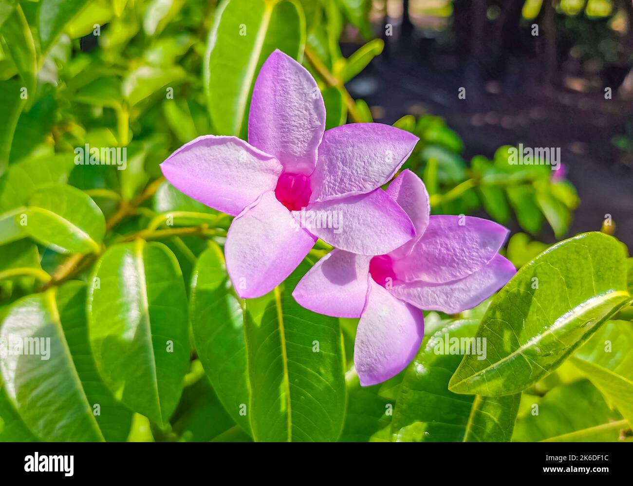Purple pink and red Palay Rubbervine flower flowers and plants plant in tropical garden jungle forest and nature in Playa del Carmen Quintana Roo Mexi Stock Photo