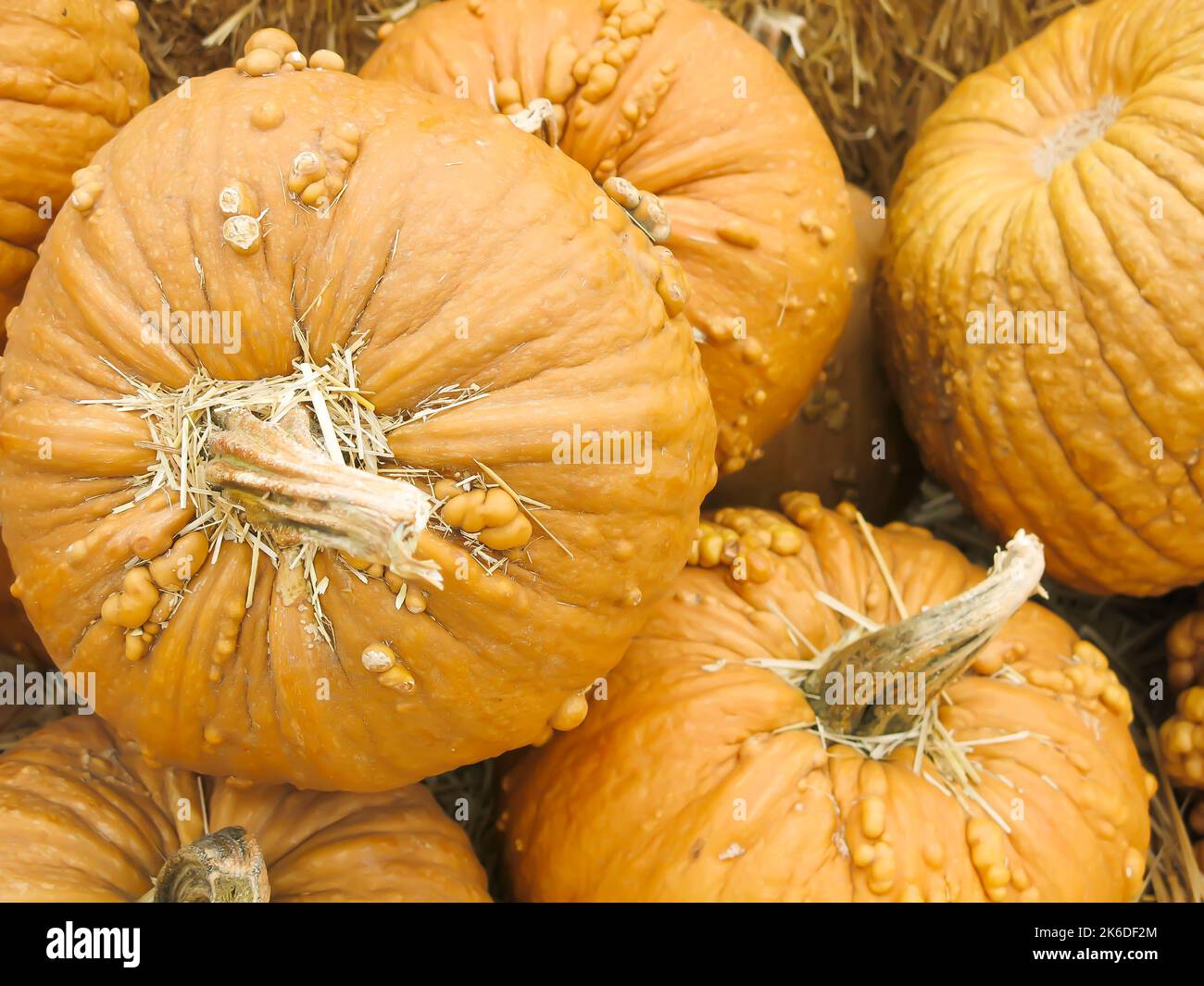 Close Up of Grizzly Bear Pumpkins Stock Photo - Alamy