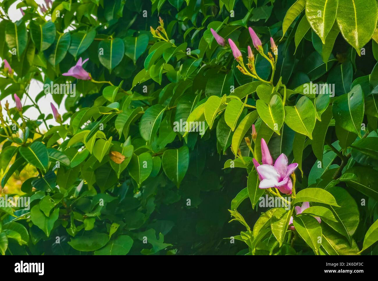 Purple pink and red Palay Rubbervine flower flowers and plants plant in tropical garden jungle forest and nature in Playa del Carmen Quintana Roo Mexi Stock Photo