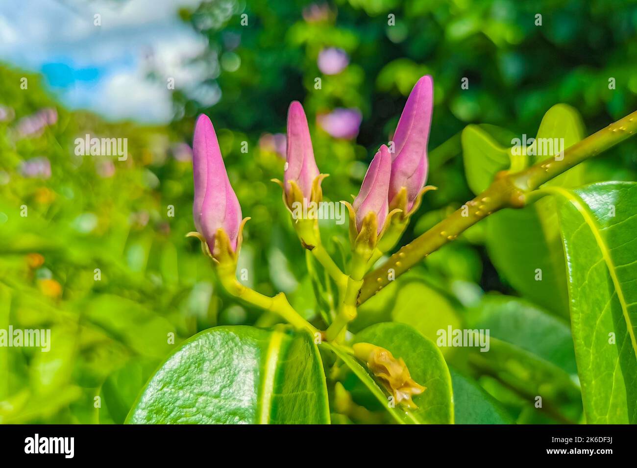 Purple pink and red Palay Rubbervine flower flowers and plants plant in tropical garden jungle forest and nature in Playa del Carmen Quintana Roo Mexi Stock Photo