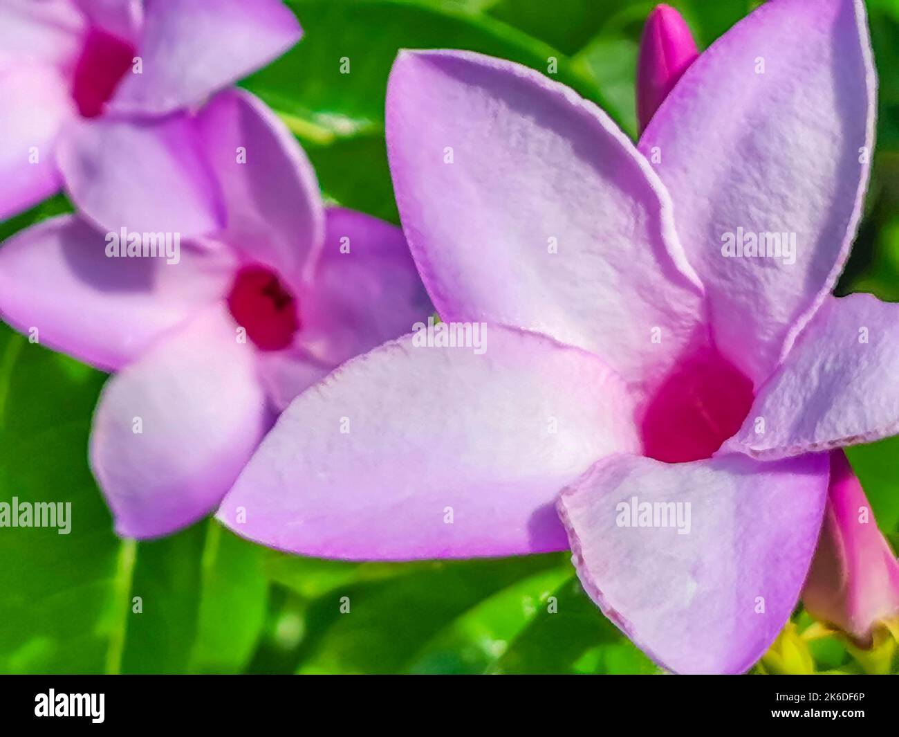 Purple pink and red Palay Rubbervine flower flowers and plants plant in tropical garden jungle forest and nature in Playa del Carmen Quintana Roo Mexi Stock Photo