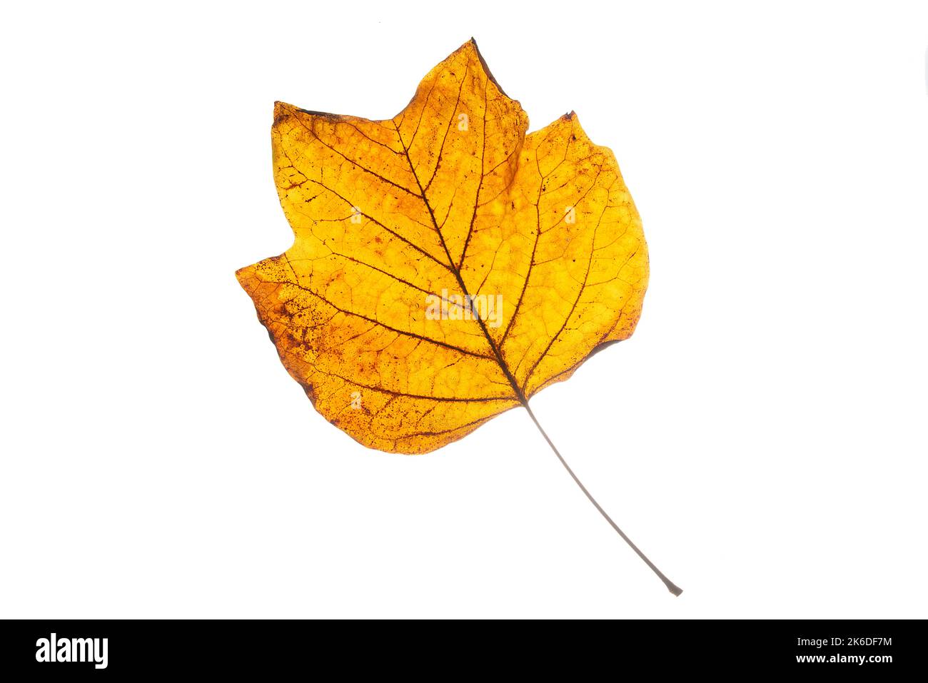 indian-tulip-tree-cut-out-stock-images-pictures-alamy