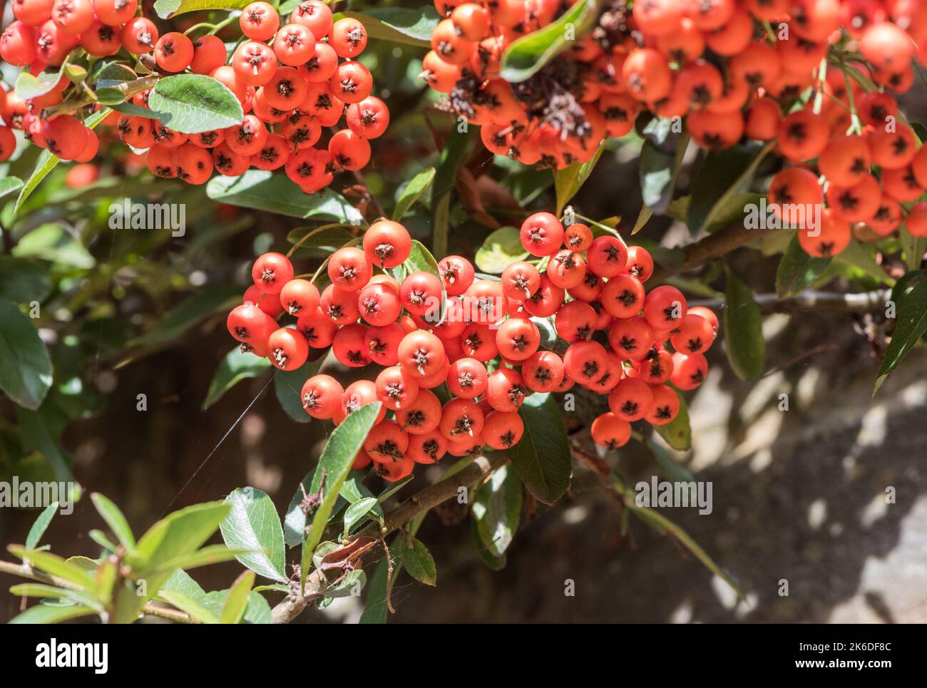 Orange berries of Sea-Buckthorn (Hippophae rhamnoides) Stock Photo
