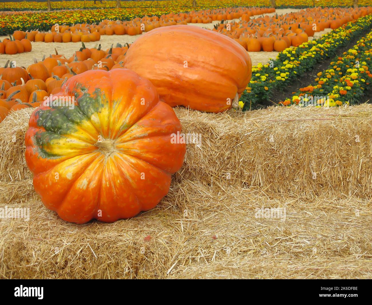 Giant Pumpkins on Display in Front of Pumpkin Field Stock Photo Alamy
