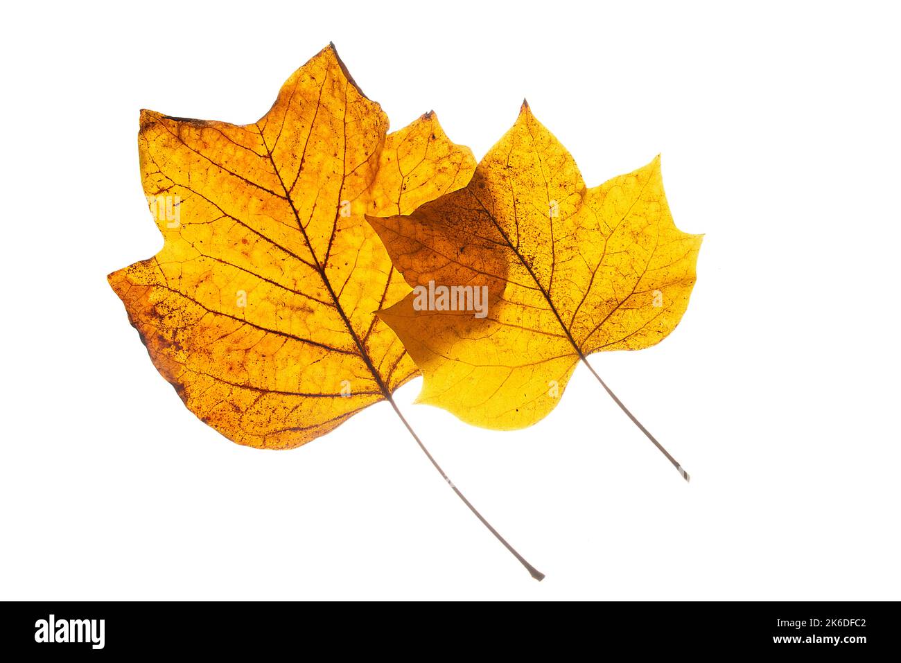 Indian tulip tree hi-res stock photography and images - Alamy