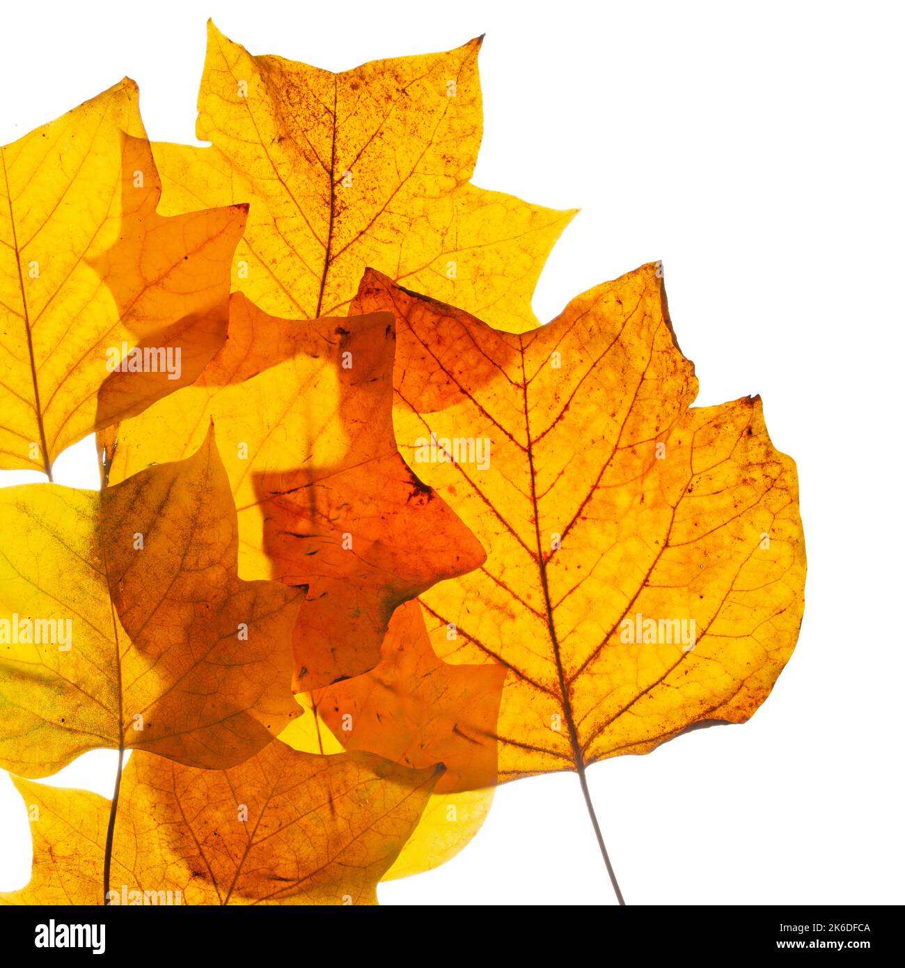 Indian tulip tree hi-res stock photography and images - Alamy