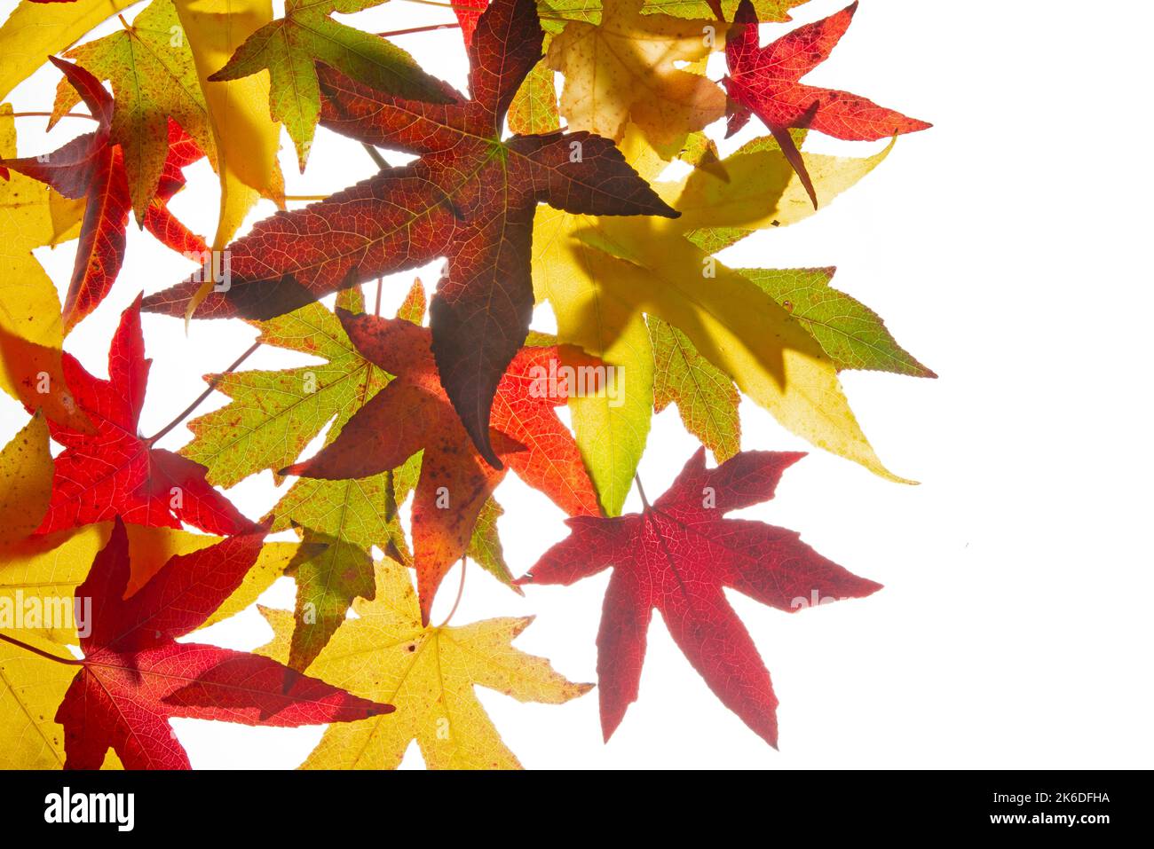 Falling autumn maple leaves on a white background Stock Photo - Alamy