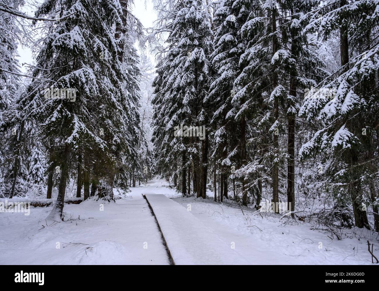 Beautiful snowy forest hi-res stock photography and images - Alamy