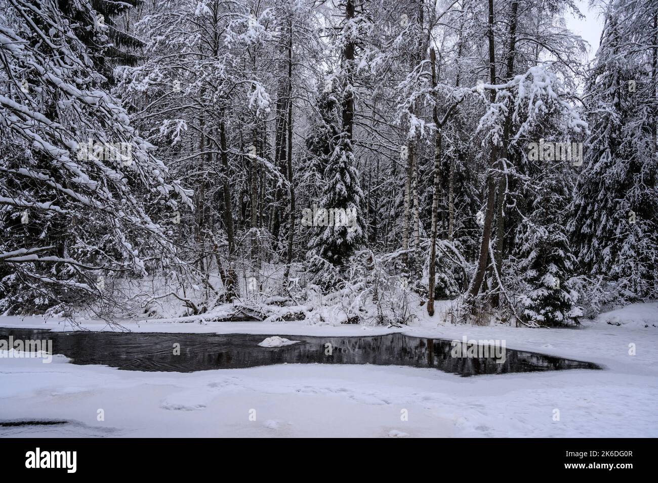 Beautiful snowy forest hi-res stock photography and images - Alamy