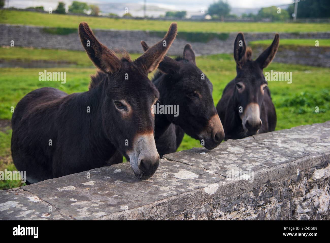 Wild Donkeys in Ireland Stock Photo Alamy