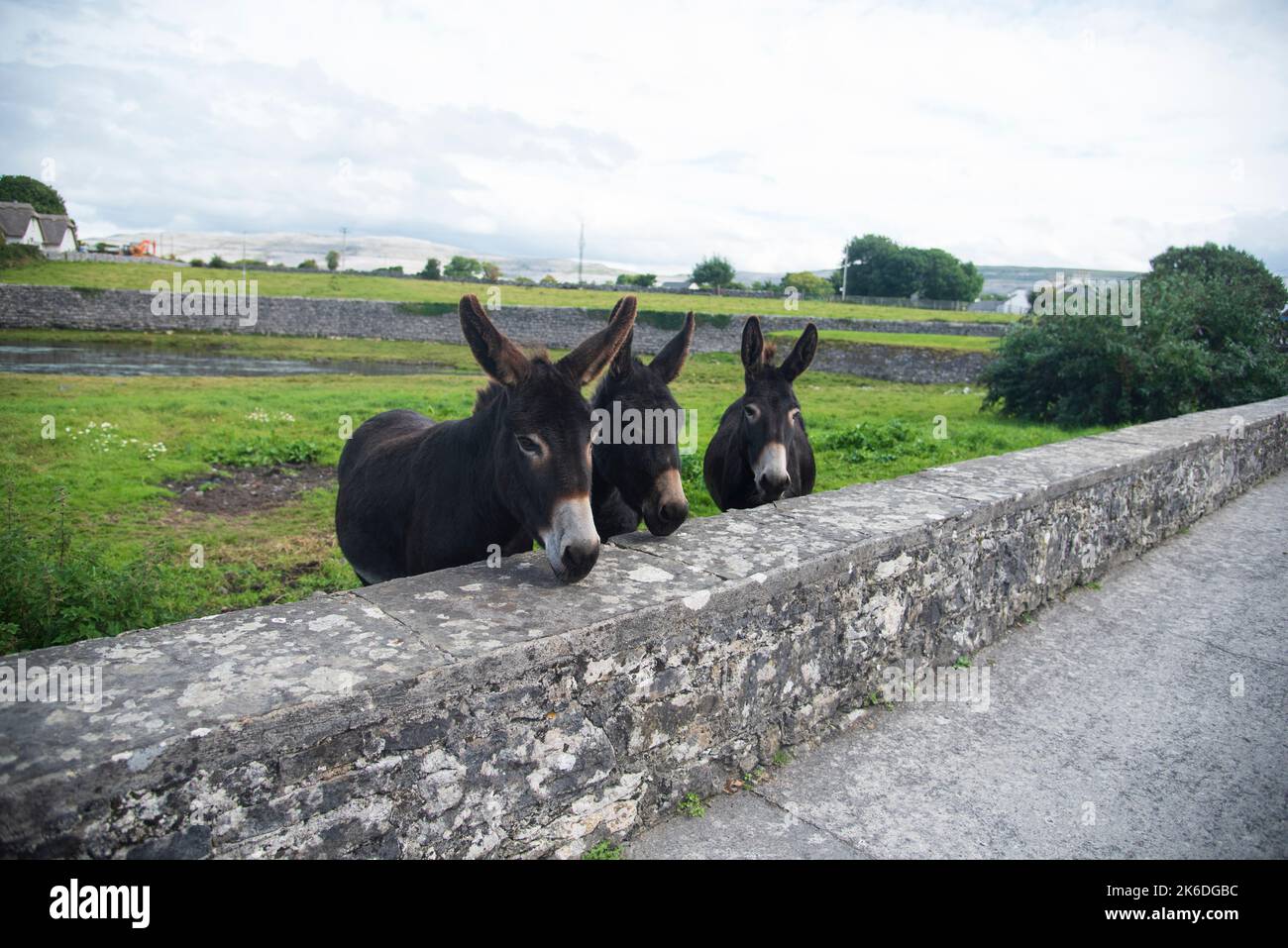 Wild Donkeys in Ireland Stock Photo Alamy