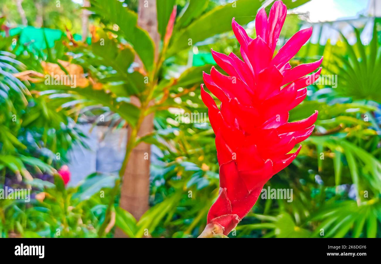 Rare purple red pink ginger flower flowers and plants plant in Playa del Carmen Quintana Roo Mexico. Stock Photo